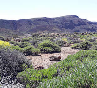 Teide Nationalpark