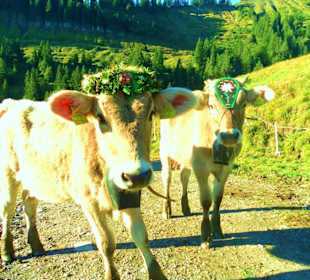 Alpabtrieb / Mellau / Vorarlberg Österreich 