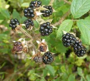 Bei unserer Silberberg-Wanderung