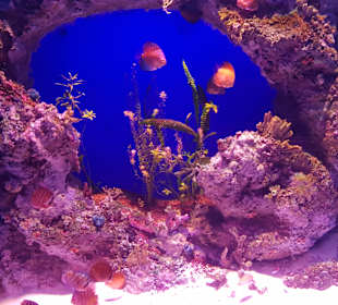 Aquarium Antalya