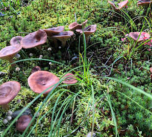 Wandern Balderschwang