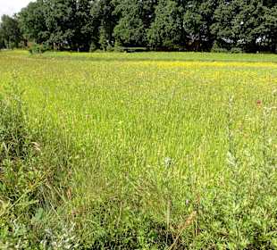 Naturwiesen im Dorfgarten