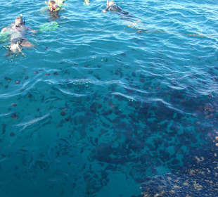 Quallen mit Brotstücken am Steg