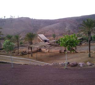 Überblick Kamelgehege