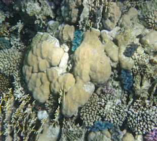 Fische im Hausriff Tulip Resort