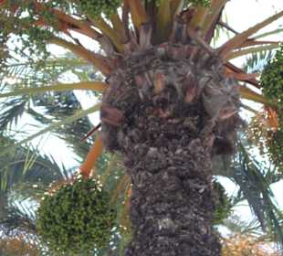 Vegetation auf Ibiza