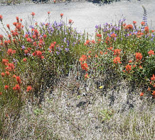 Vegetation