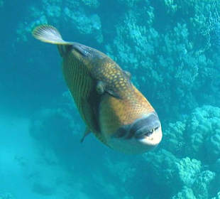 Giftun Inseln / Mahmya 