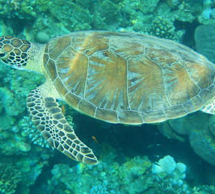 Schöne Riffe Lahami 2013