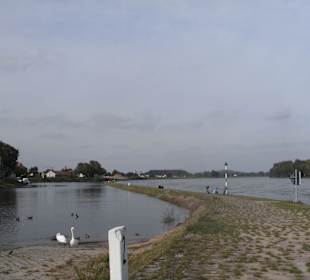 Schwäne füttern