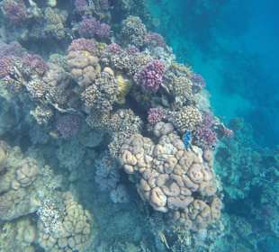 Schnorcheln Marsa Alam