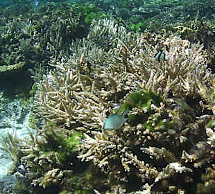 Schnorcheln Hurghada