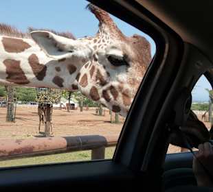 Super Ausflug: Tiere Füttern im Zoosafari-Park