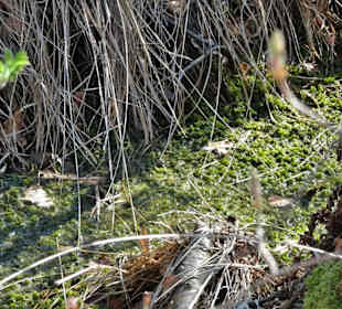Impressionen aus der Gellener Torfmöörte
