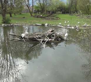 Südamaerika Bereich - Vogelpark