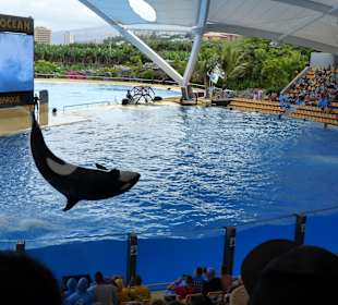Orca Ocean Show