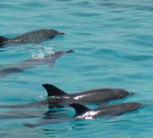 Delphine im offenen Roten Meer