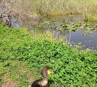 Vogel der Everglades