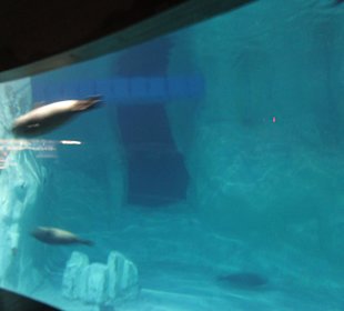 Aquarium / Oceanongrafic