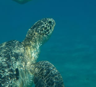 Schildkröte 