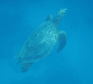  Schildi Hotel Prima Life Makadi Bay