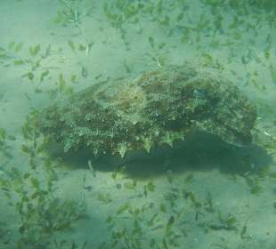 Riesen Sepia am Hotelstrand