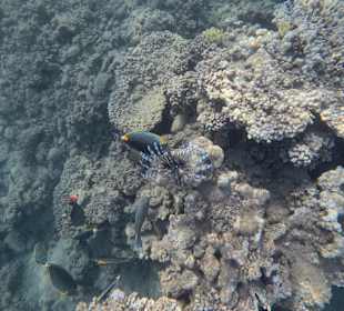 Schnorcheln Marsa Alam