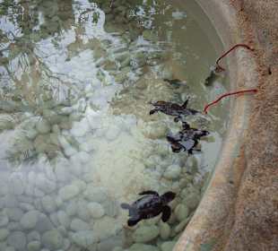 Tamar (Schildkrötenaufzuchtstation)