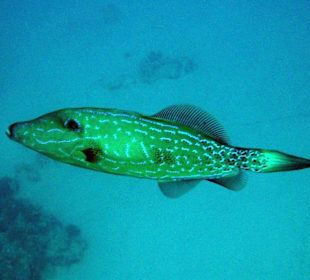 Mimikry- Feilenfisch