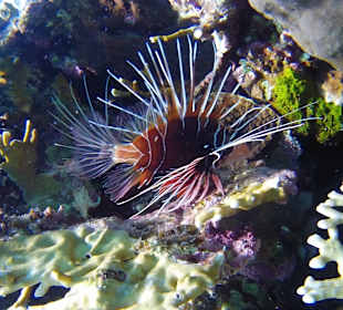 Schnorcheln Dahab