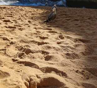 Praia de Nossa Senhora da Rocha