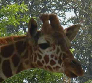 Giraffe