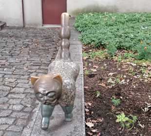 Katze mit Gentlemangesicht