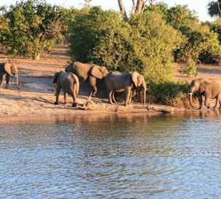 Elefantenfamilie am Chobe vom Hotelboot aus