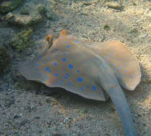 Rudi, der Rochen am Hausriff