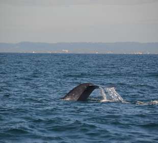 Whale Watching Mirissa