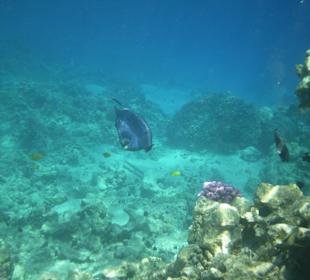Blue Tiggerfish na rafie