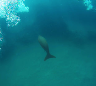 Schnorcheln Marsa Alam