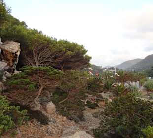Die Cala wird durch einen Wald begrenzt 