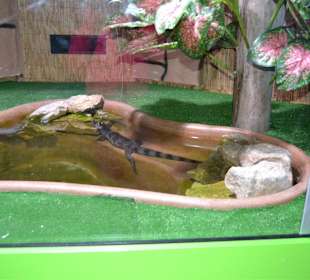 Aquarium/Terrarium Umag