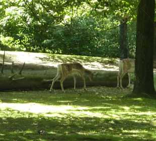 Mesopotanische Damhirsche