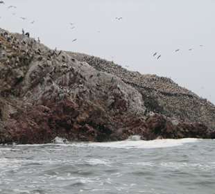 Felsen voller Vögel