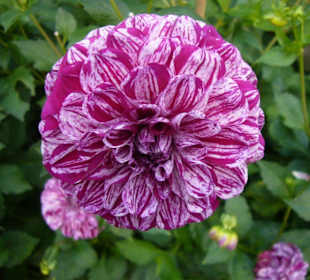 Blumenschau Britzer Garten 2008