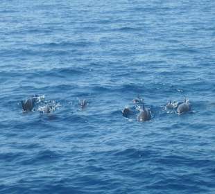 Delfinschwimmen mit Mogli