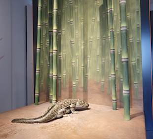 Naturhistorisches Museum