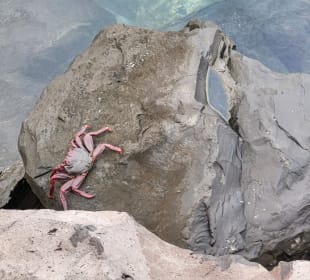 Playa de la Pinta / San Eugenio