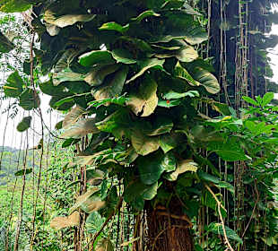 Parque Natural Obô do Príncipe
