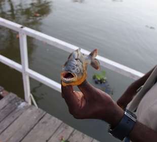 Nationalpark Pantanal