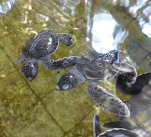 Schildkrötenfarm Bentota