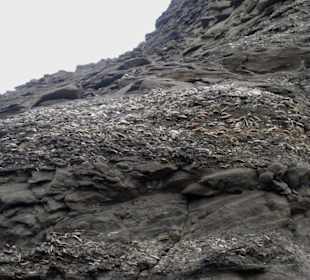 Fossile Muschelbänke